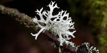 Le lichen : source végétale de vitamine D3